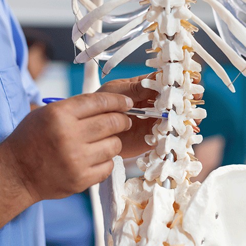 Traumatología: especialista señalando la columna vertebral en un modelo anatómico